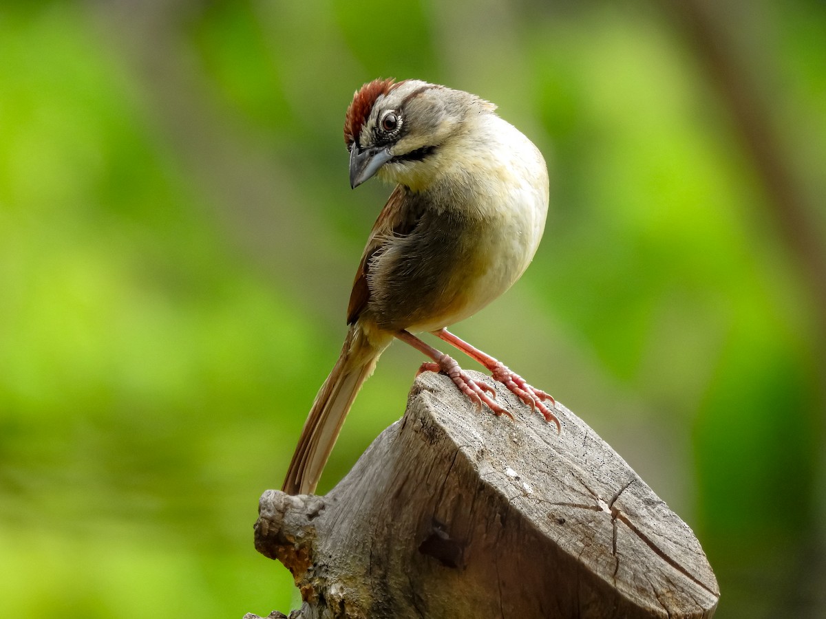 Rusty Sparrow - ML232777191