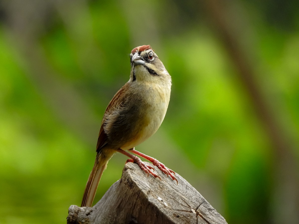 Rusty Sparrow - Alexander Montero