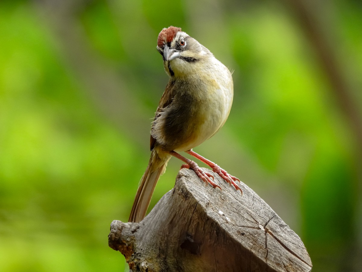 Rusty Sparrow - Alexander Montero