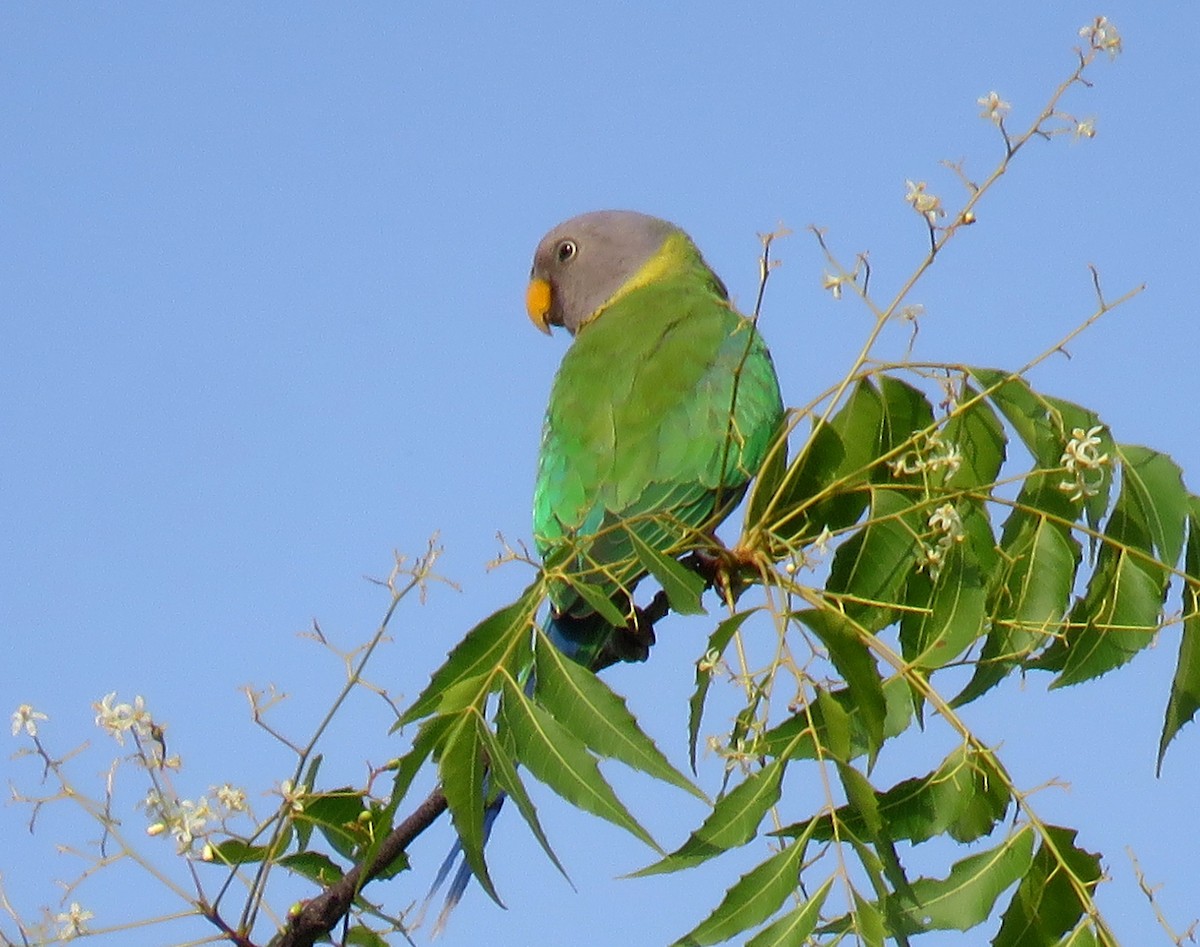 Plum-headed Parakeet - Santharam V
