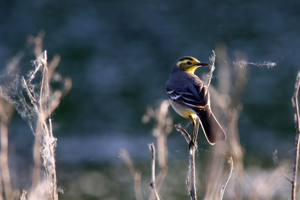 Citrine Wagtail - Group account  for eBirding in Serbia