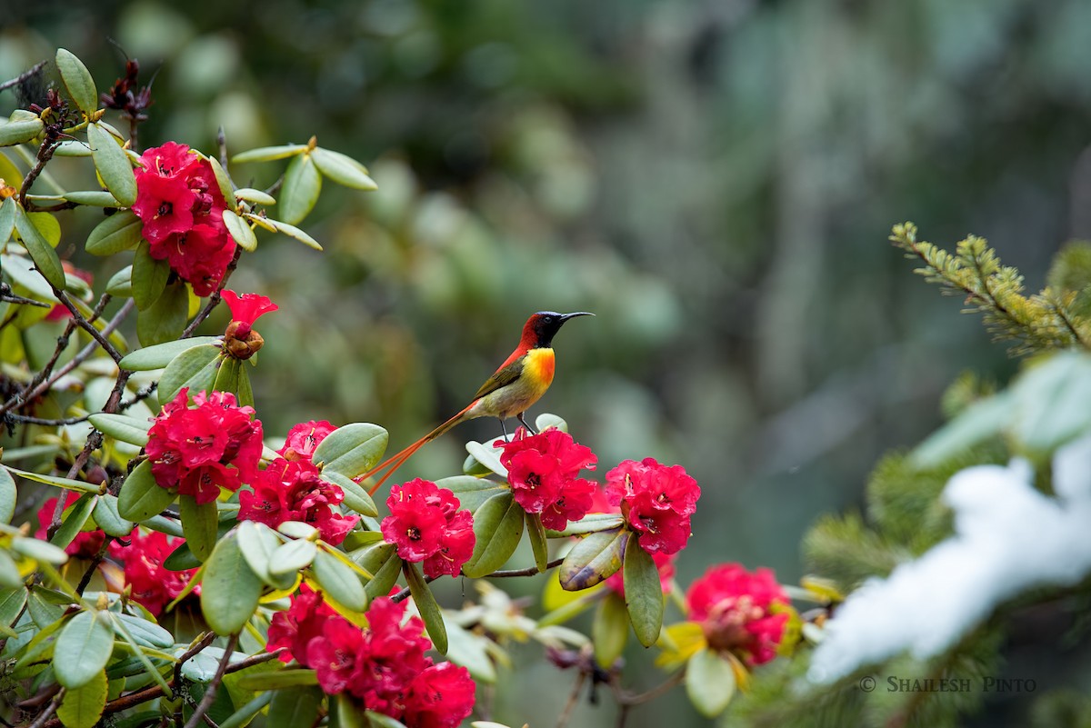 Fire-tailed Sunbird - Shailesh Pinto