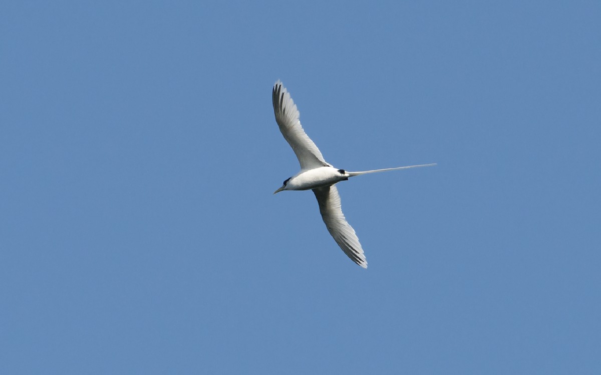 White-tailed Tropicbird - ML232806241