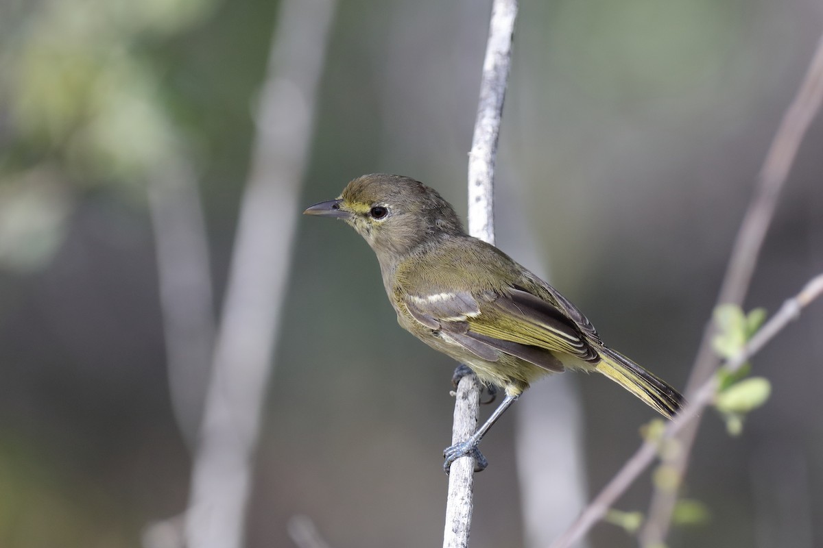Thick-billed Vireo - ML232807061