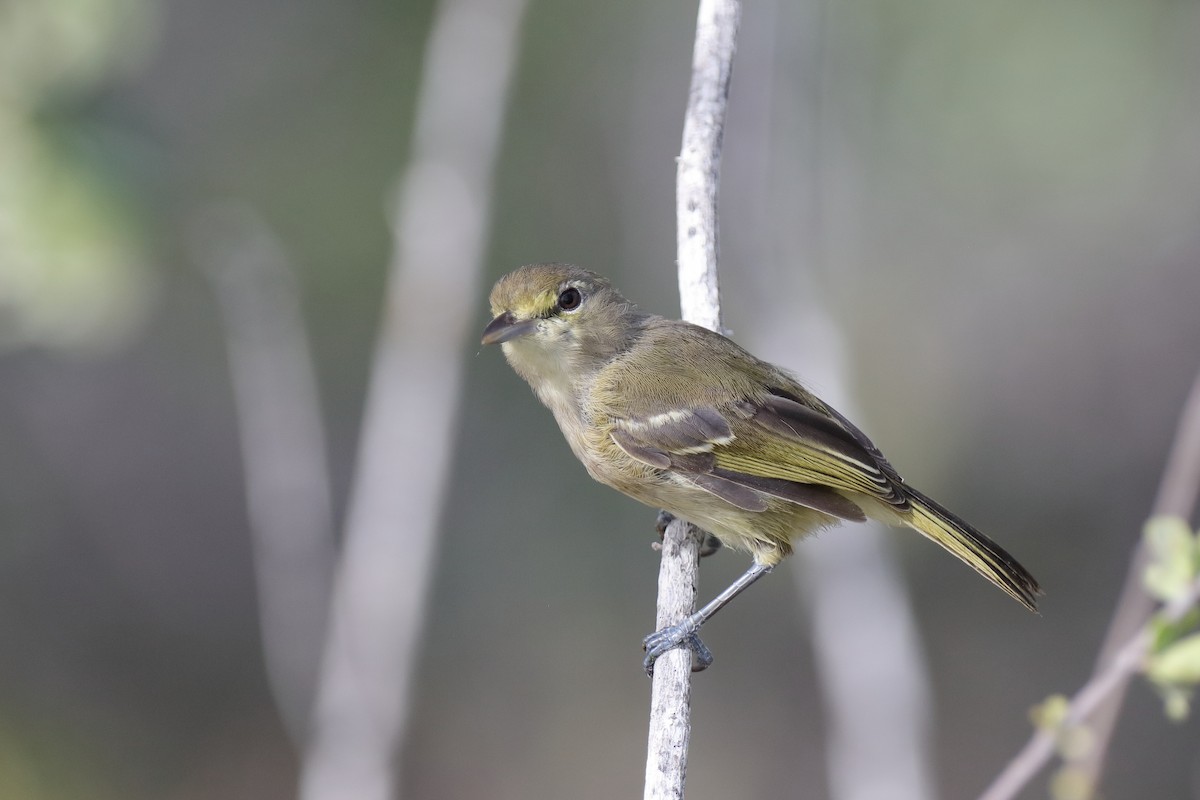 Thick-billed Vireo - ML232807071