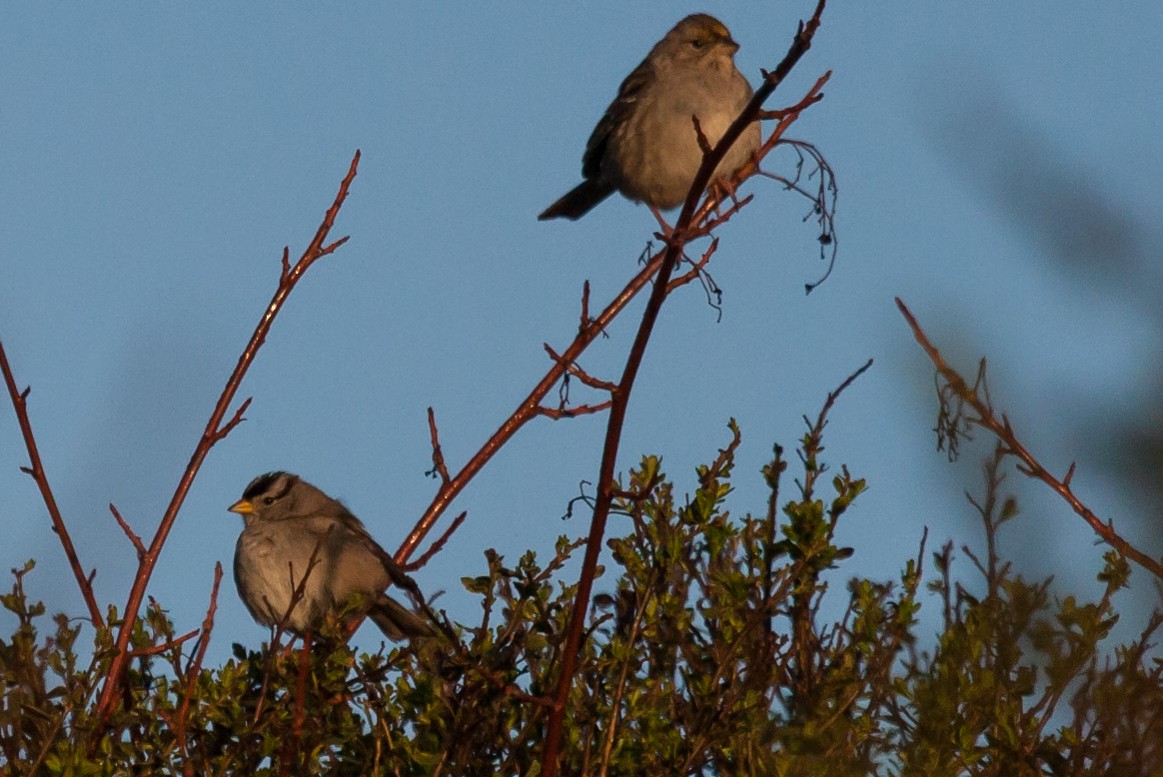 White-crowned Sparrow - Chris Jones