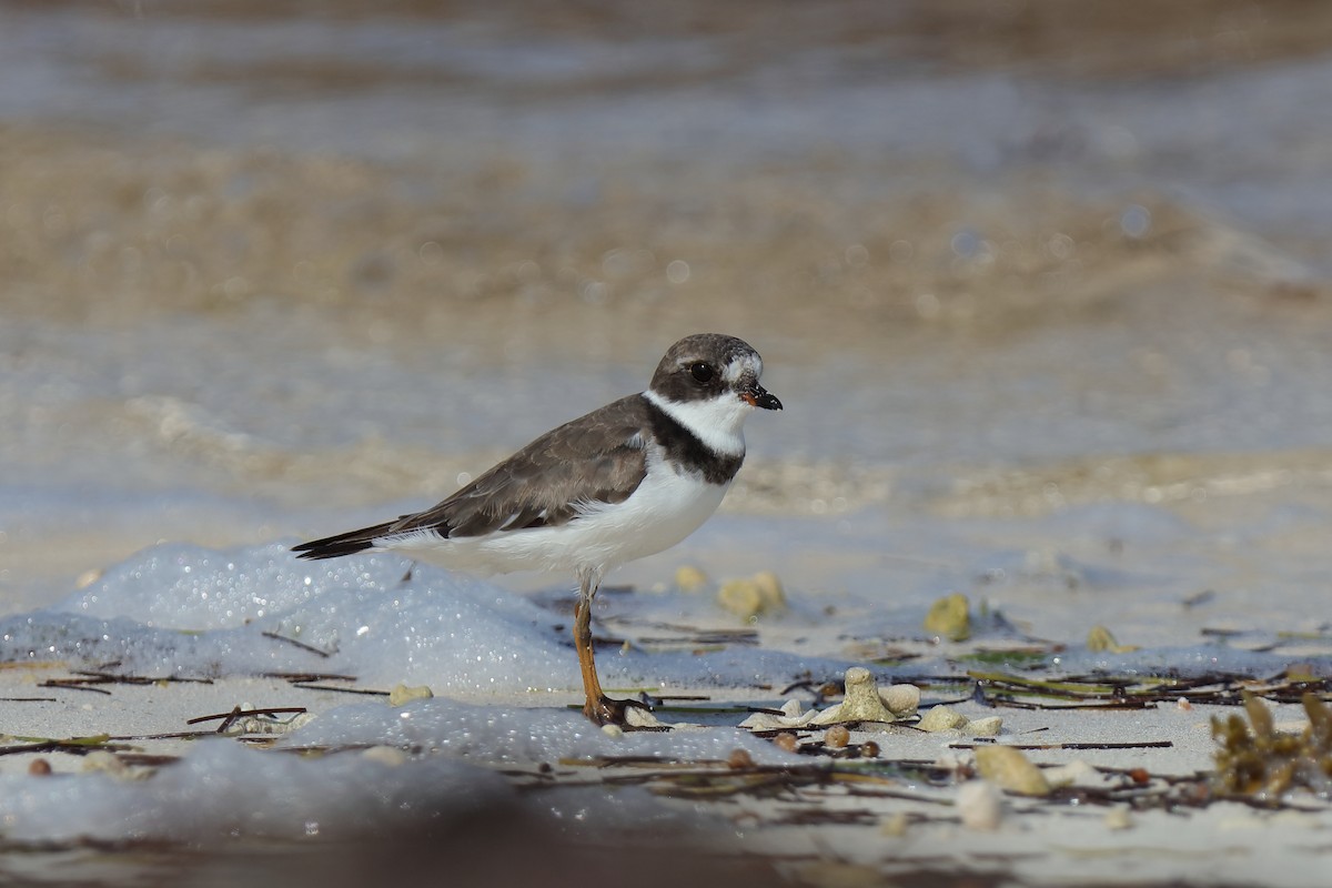 Semipalmated Plover - ML232809221