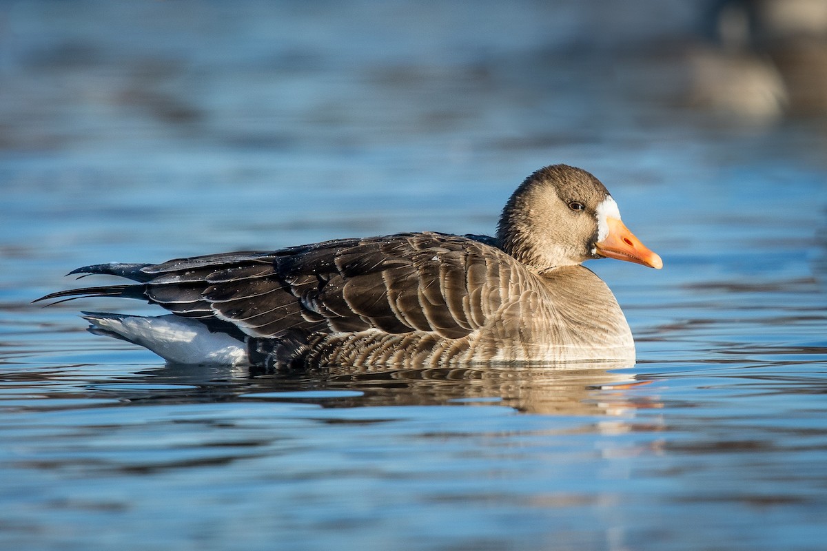 Greater White-fronted Goose - ML23280941