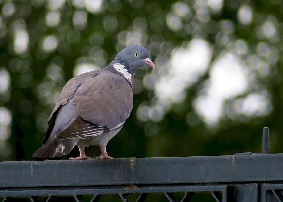 Common Wood-Pigeon - ML232812851