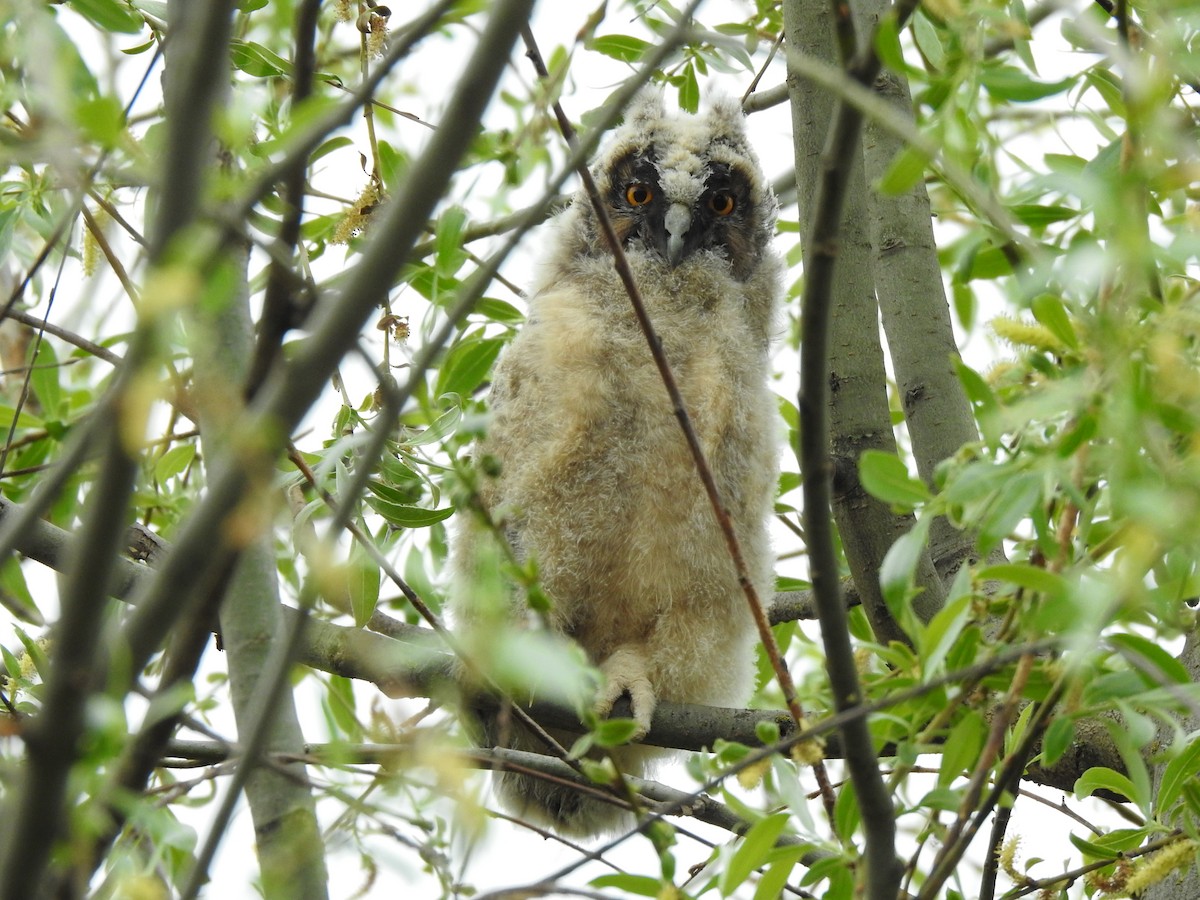 Long-eared Owl - Igor Kozytsky