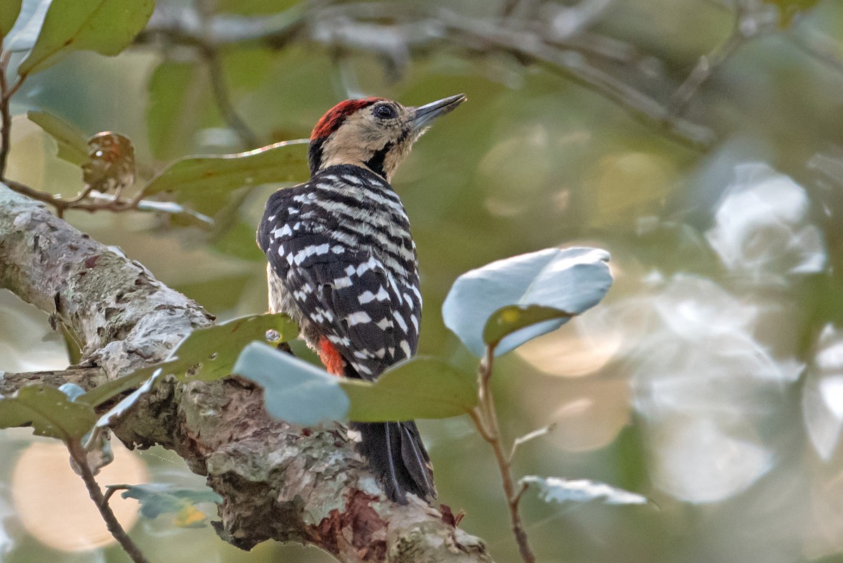 Fulvous-breasted Woodpecker - ML232813871