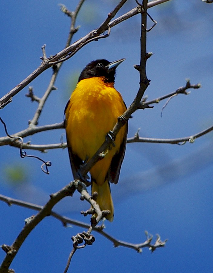 Baltimore Oriole - Mary Caldwell