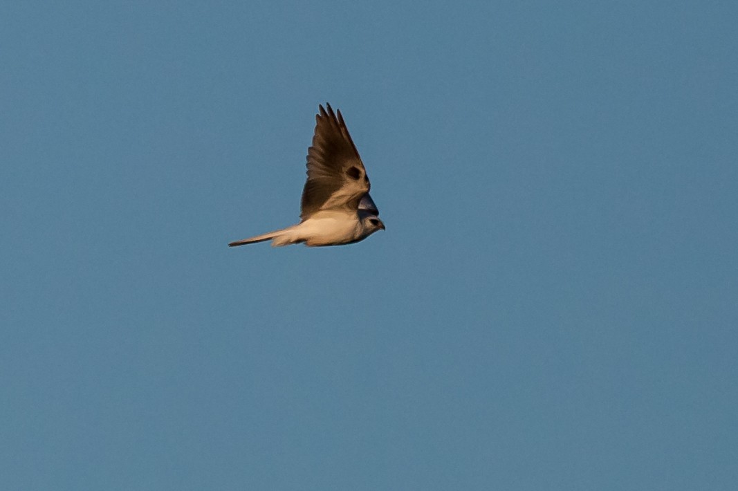 White-tailed Kite - Chris Jones