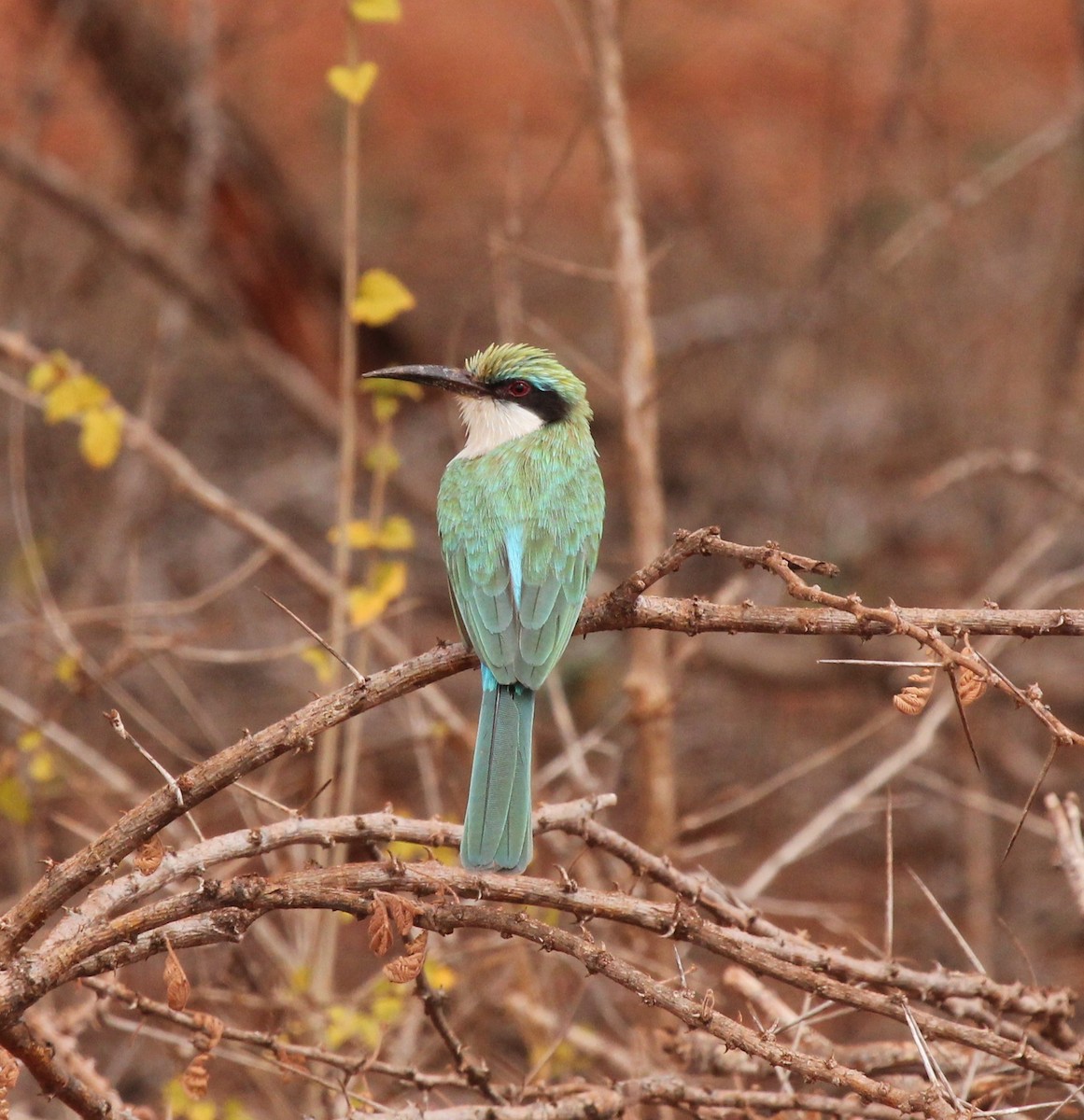 Somali Bee-eater - simon walkley