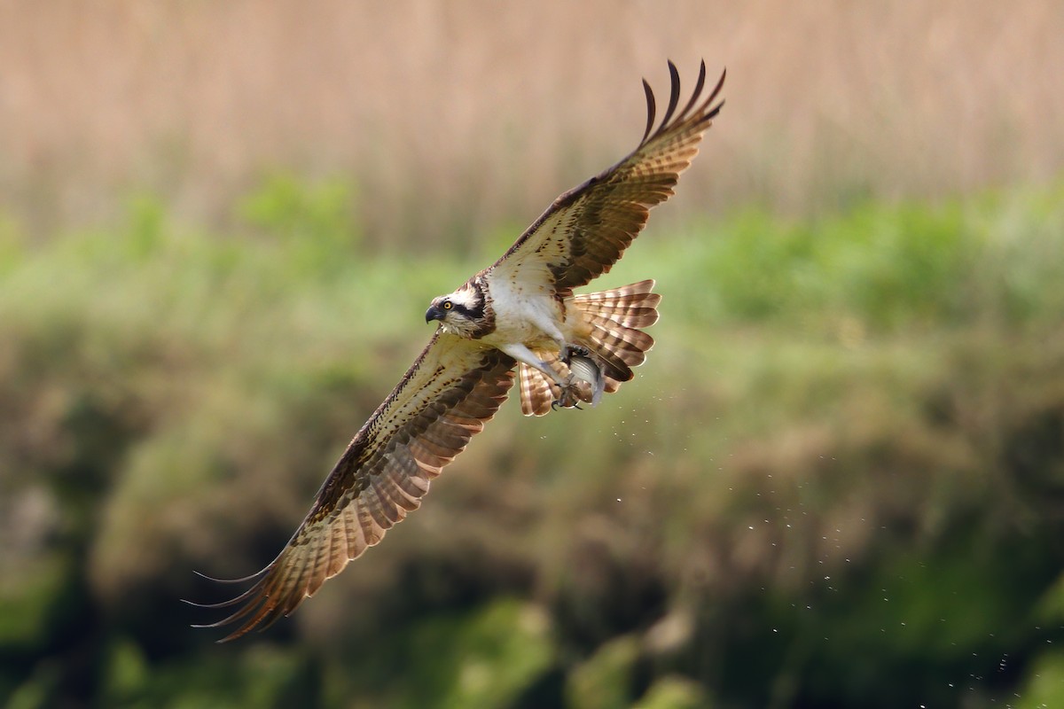 ミサゴ Haliaetus Ebird