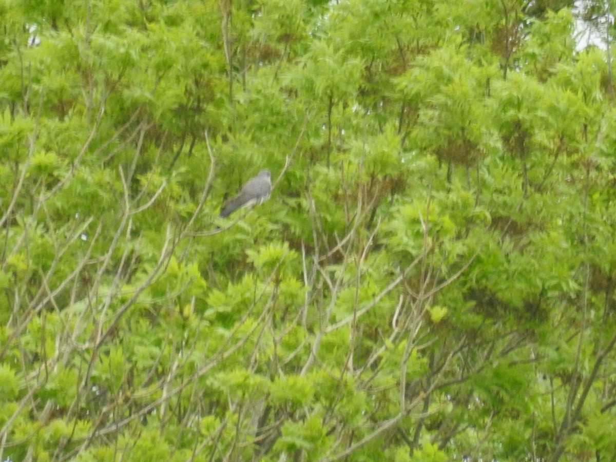 Common Cuckoo - Padraig  Cullinan