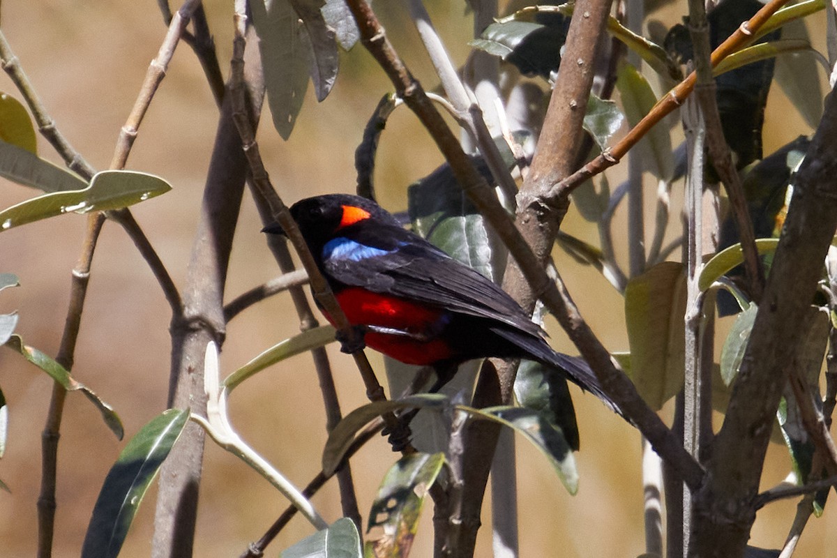 Scarlet-bellied Mountain Tanager - ML232827831