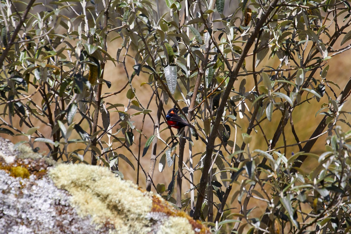 Scarlet-bellied Mountain Tanager - ML232827851