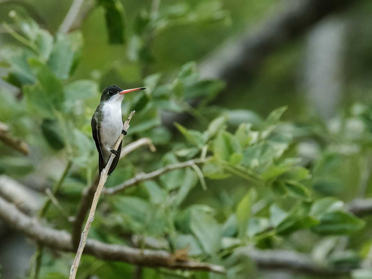Green-fronted Hummingbird (Green-fronted) - Nick Athanas