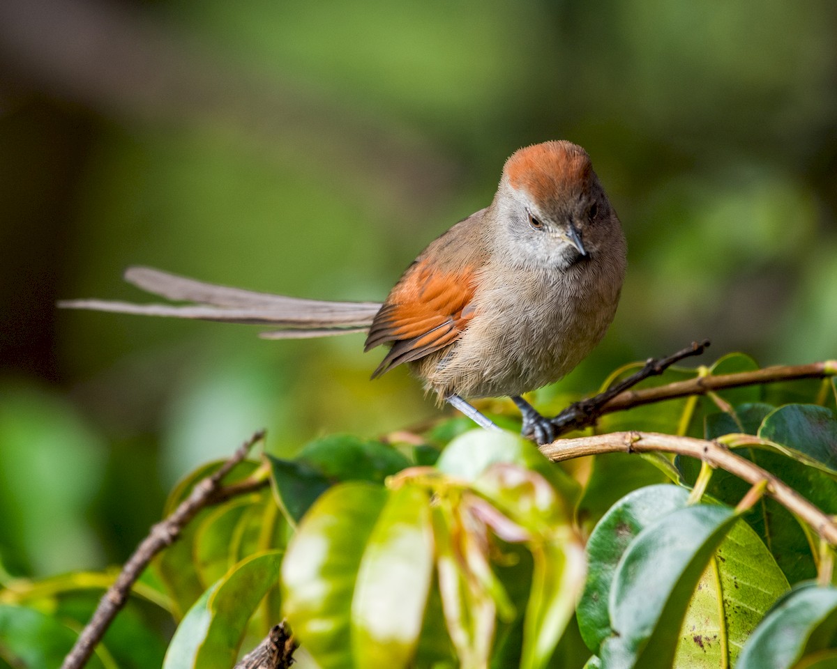Silvery-throated Spinetail - ML232831371