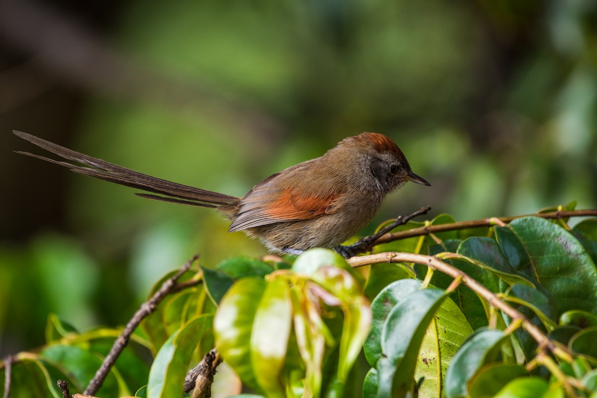 Silvery-throated Spinetail - Alberto Acero
