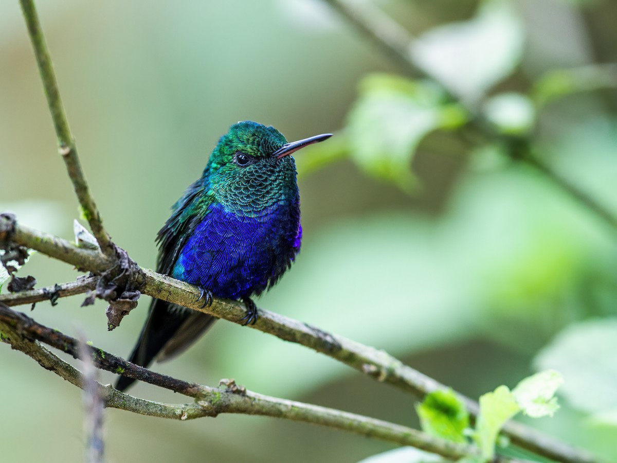Violet-bellied Hummingbird - Nick Athanas