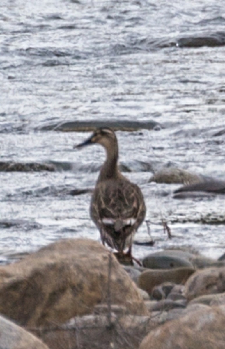 Eastern Spot-billed Duck - Choldan Gasha