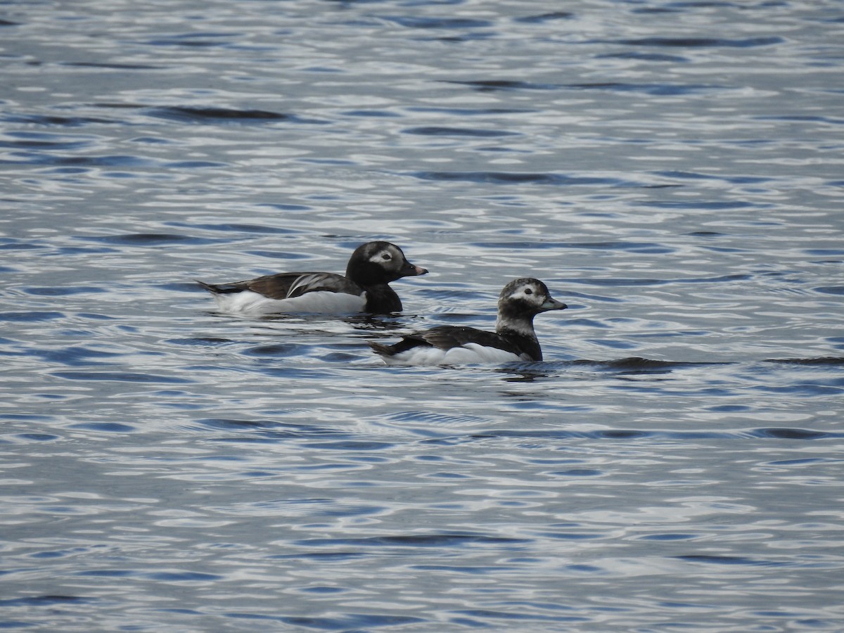 Long-tailed Duck - ML232838921