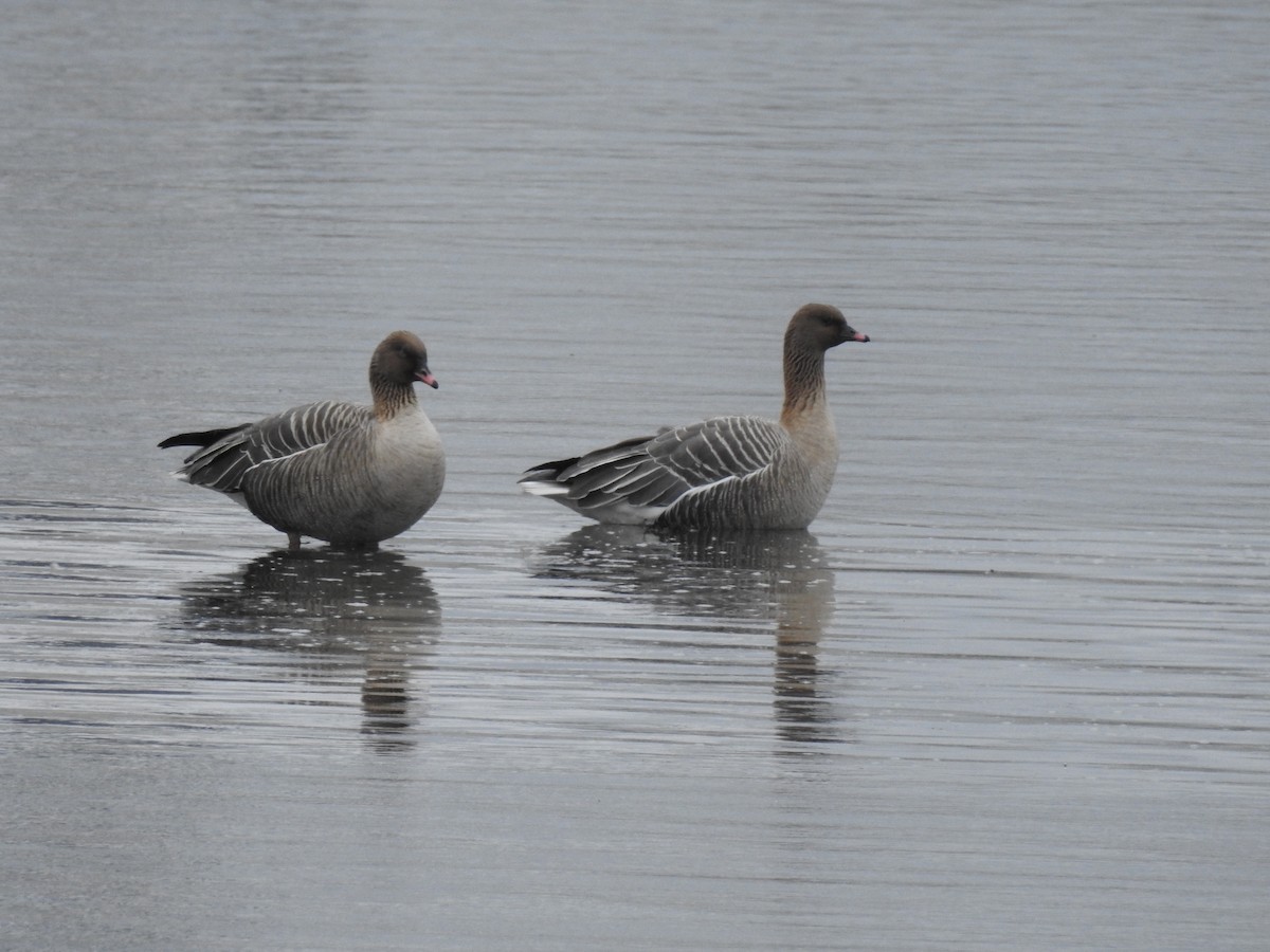 Pink-footed Goose - ML232839311