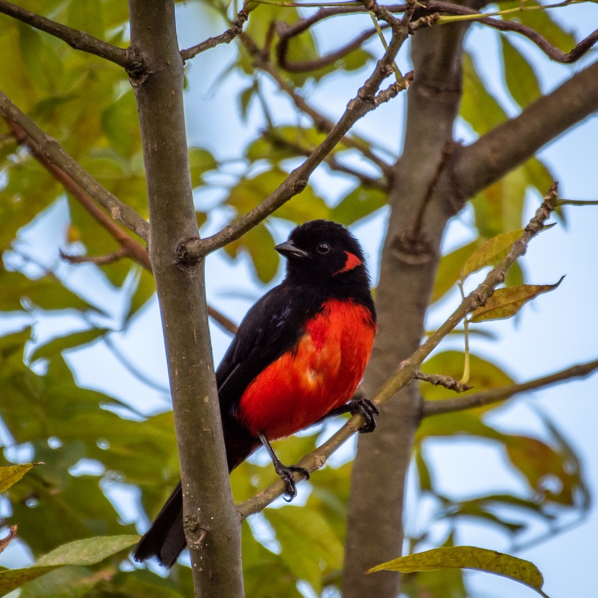 Scarlet-bellied Mountain Tanager - ML232839901