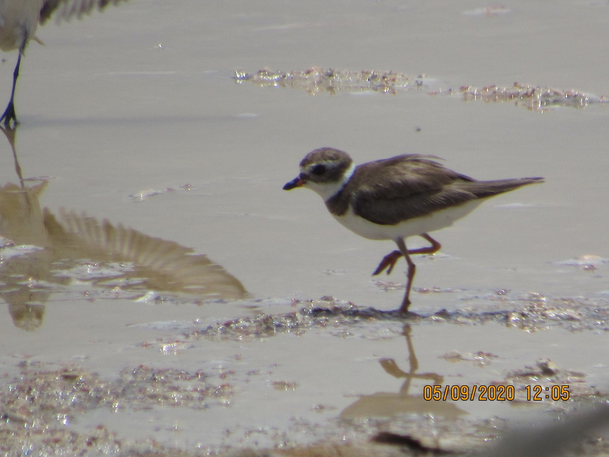 Semipalmated Plover - ML232841711