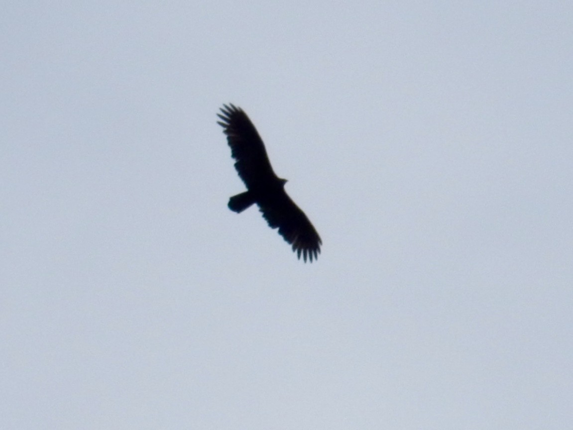 Turkey Vulture - ML23284461