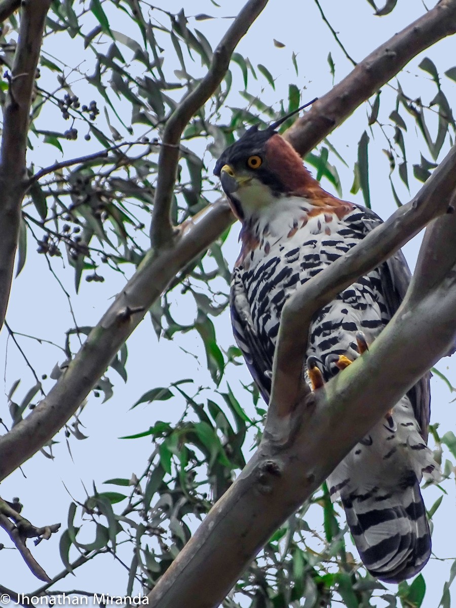 Ornate Hawk-Eagle - Jhonathan Miranda - Wandering Venezuela Birding Expeditions