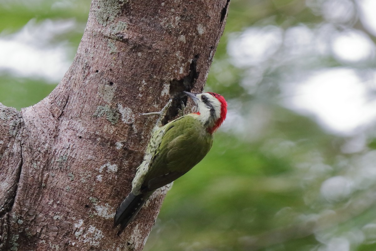 Cuban Green Woodpecker - ML232845561