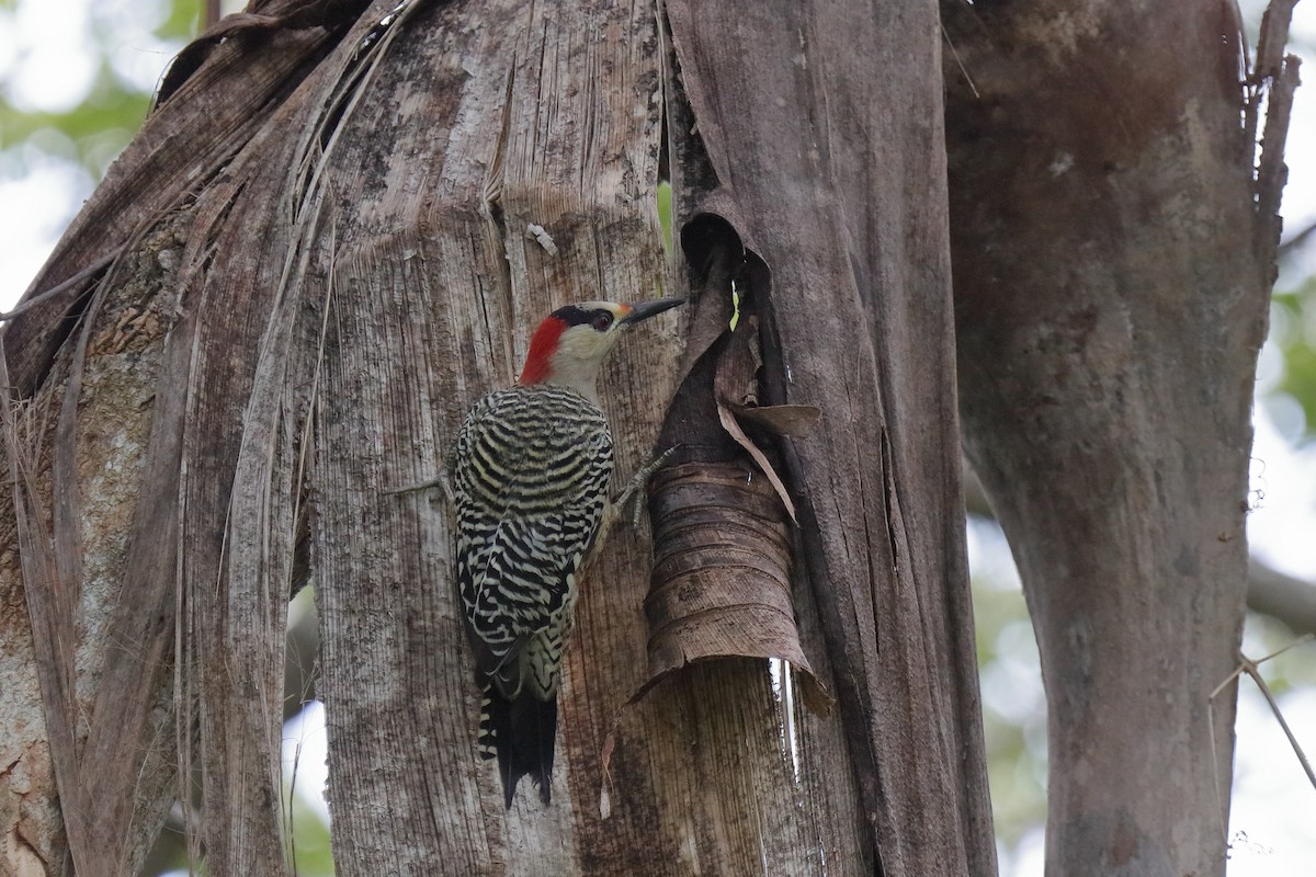 West Indian Woodpecker - ML232845611