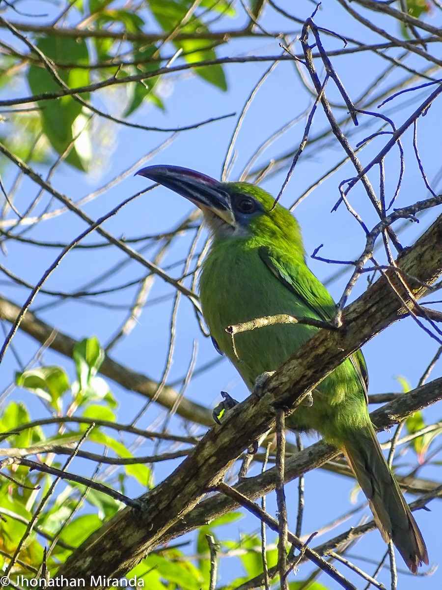 Groove-billed Toucanet - Jhonathan Miranda - Wandering Venezuela Birding Expeditions