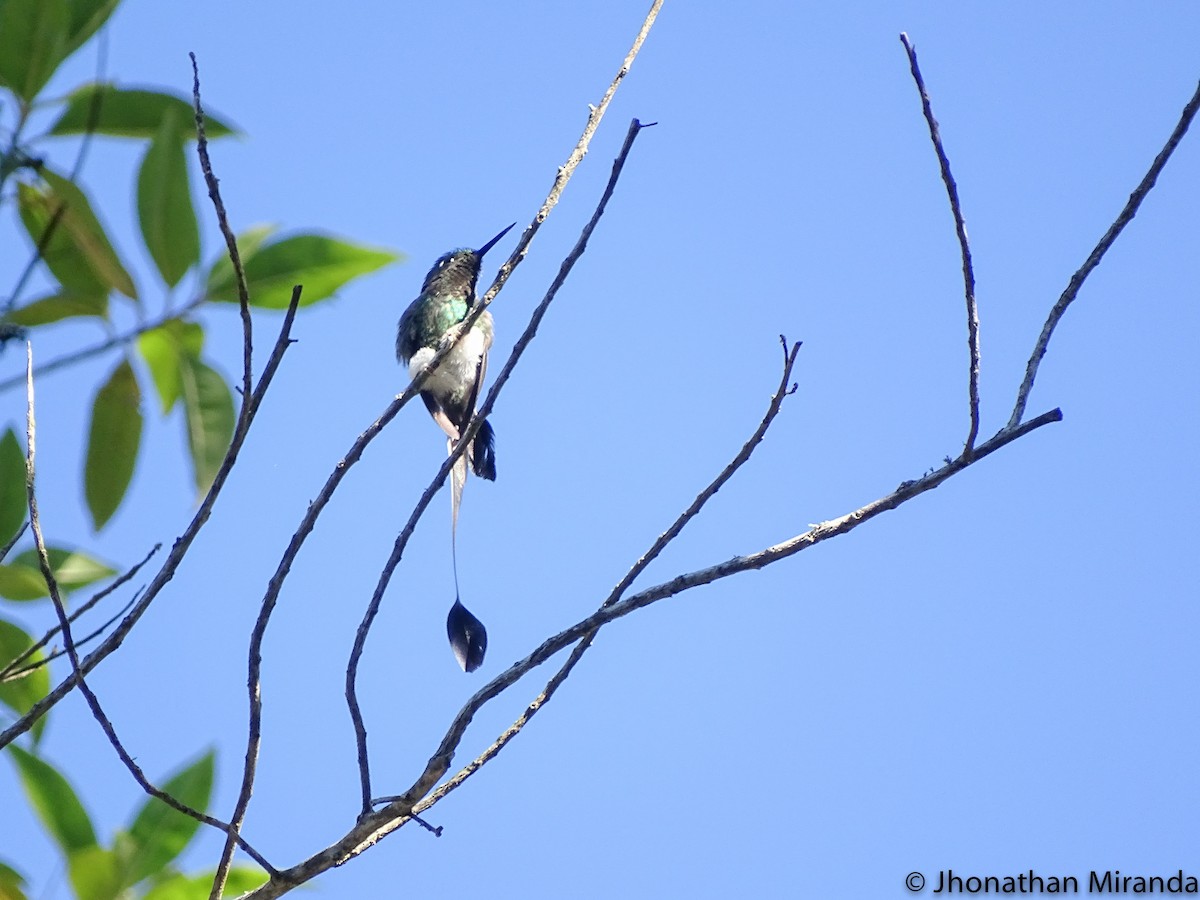 White-booted Racket-tail - ML23284661
