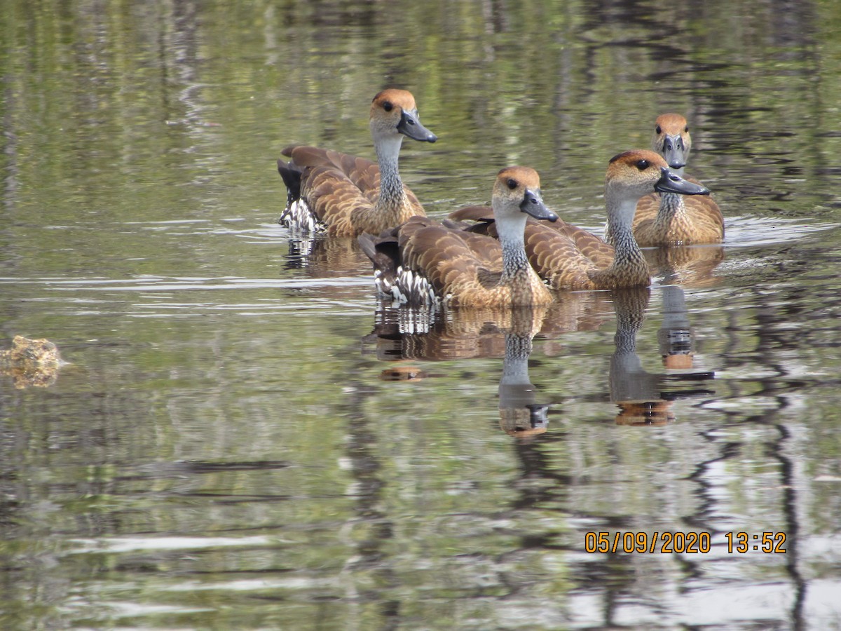 West Indian Whistling-Duck - ML232846631