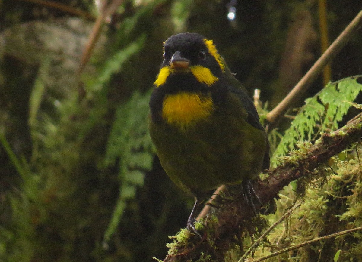 Gold-ringed Tanager - ML232848001