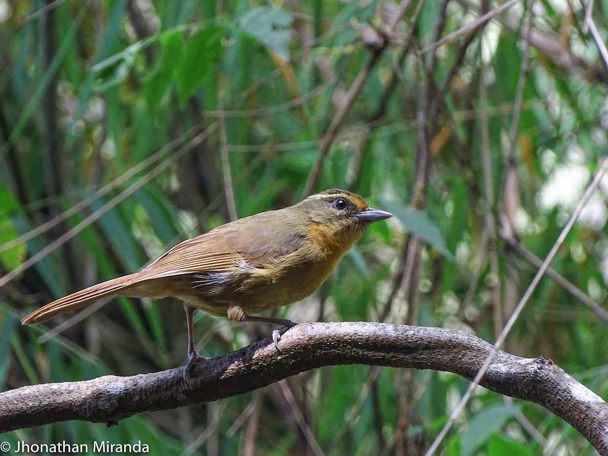 Oleaginous Hemispingus - Jhonathan Miranda - Wandering Venezuela Birding Expeditions