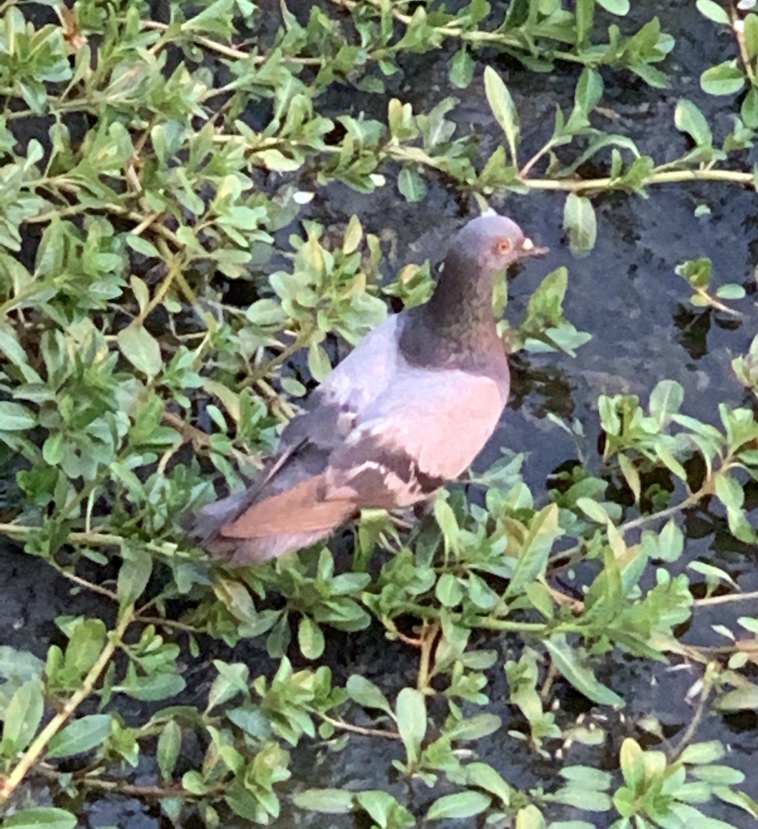 Rock Pigeon (Feral Pigeon) - ML232850871