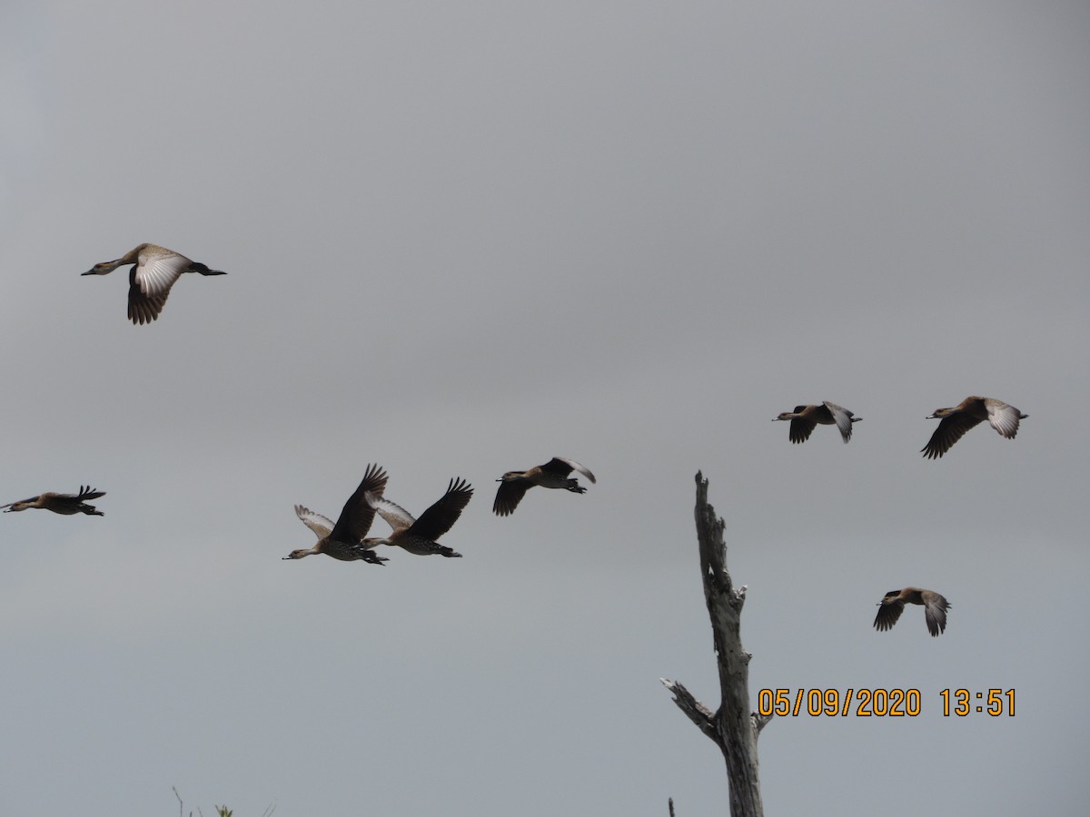 West Indian Whistling-Duck - ML232851081