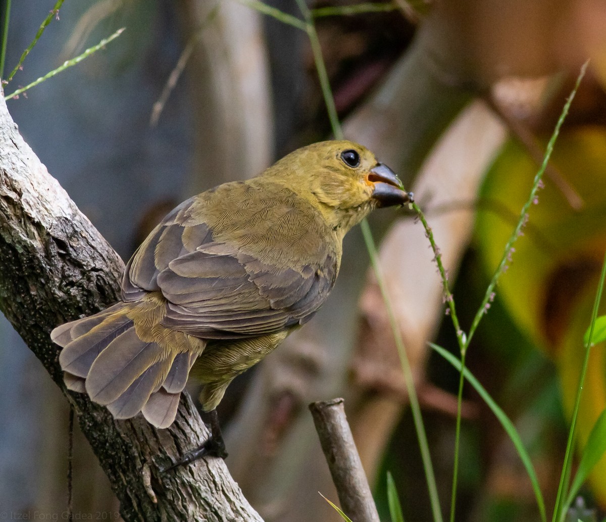 Variable Seedeater - ML232851091