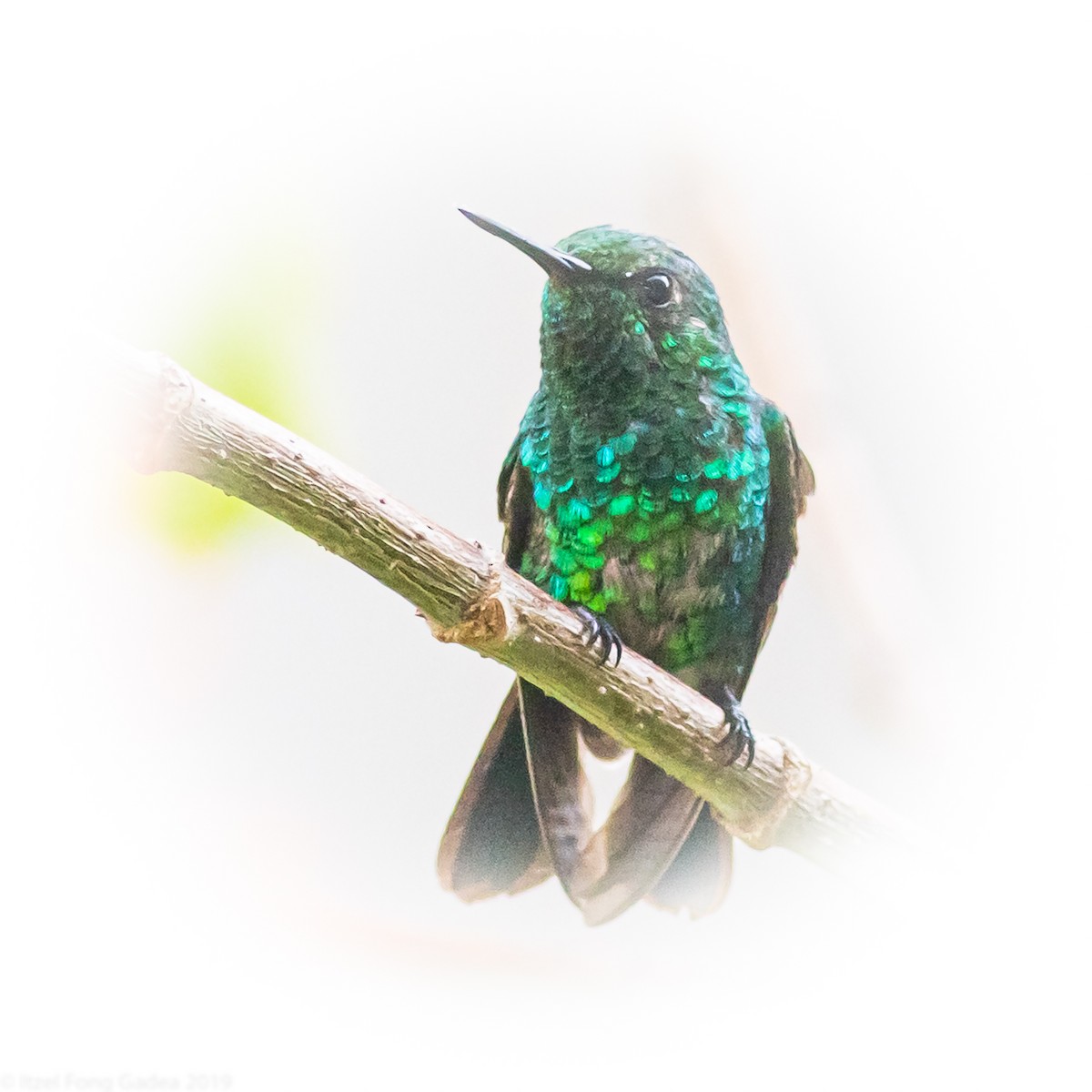 kolibřík zahradní - ML232851291
