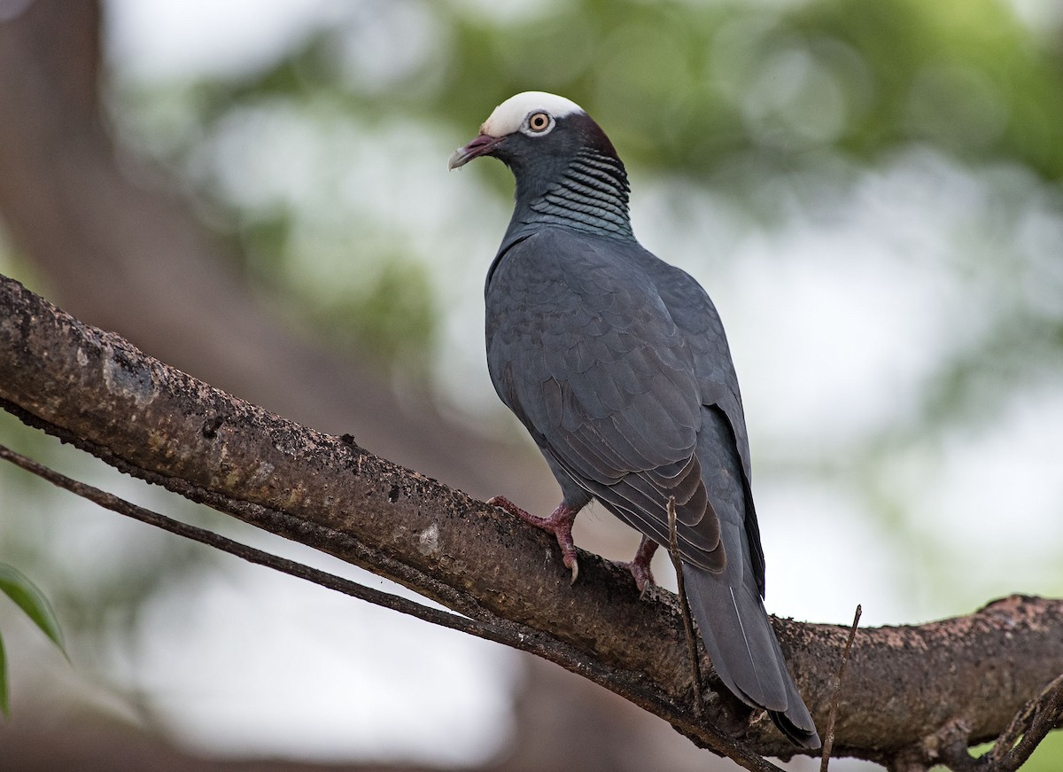 White-crowned Pigeon - ML232851421