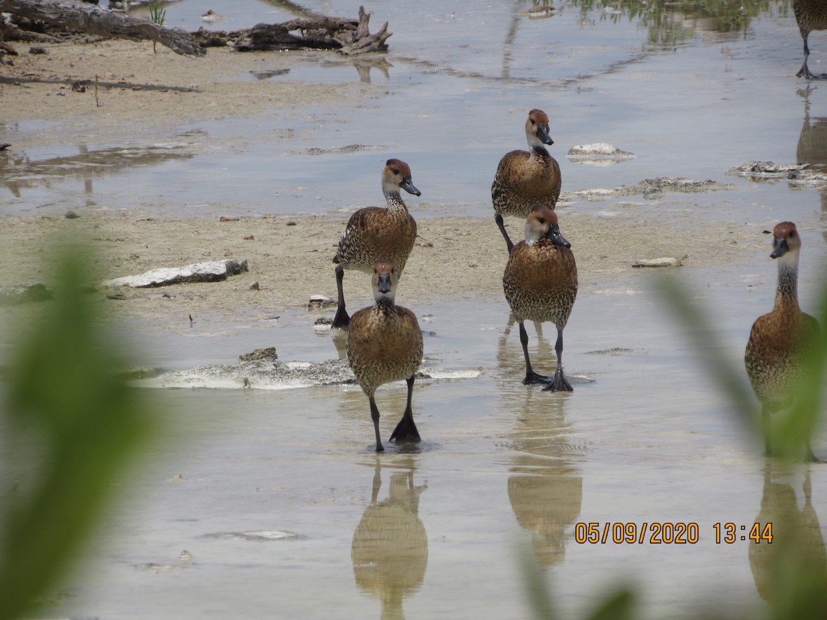 West Indian Whistling-Duck - ML232851841