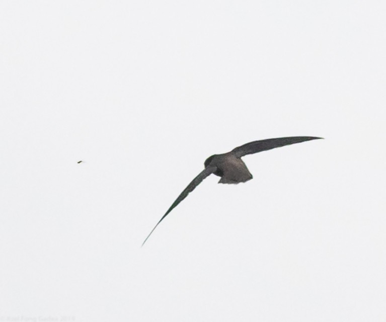 Short-tailed Swift - Itzel Fong Gadea