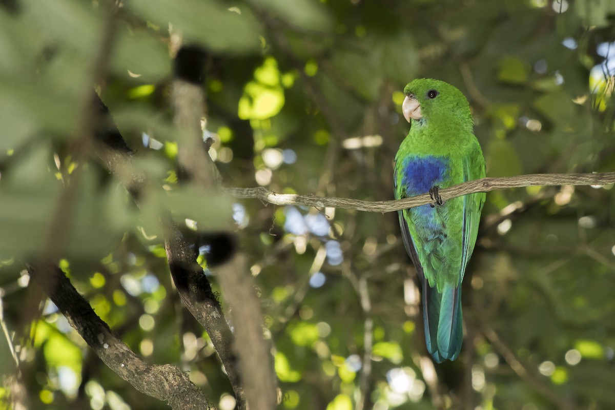 Blue-bellied Parrot - ML232854071