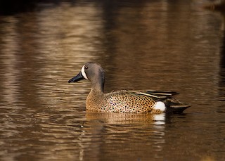 Blue-winged Teal, ML232855111