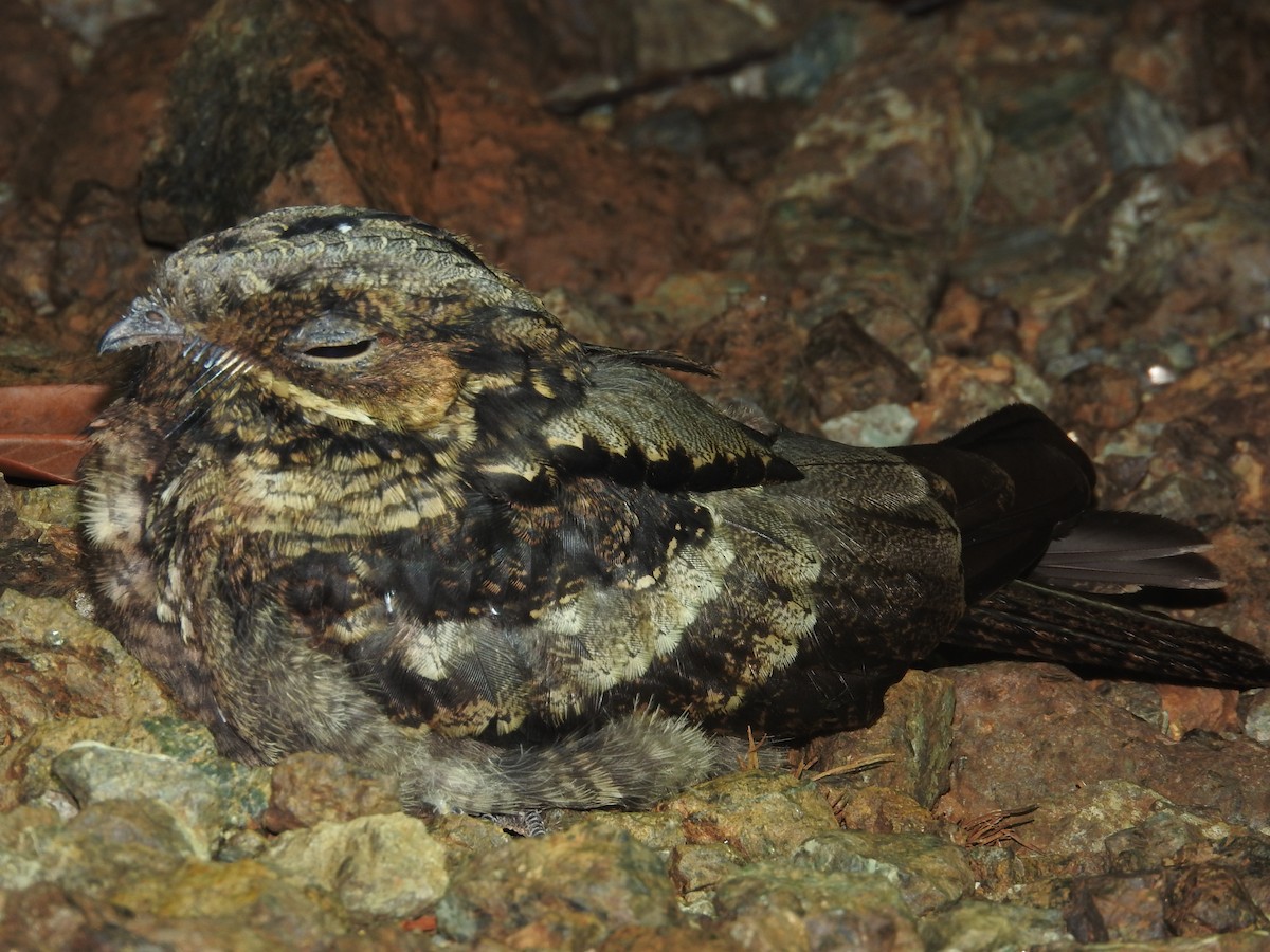 Large-tailed Nightjar - Pam Rasmussen